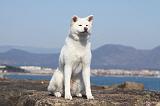 AKITA INU 224